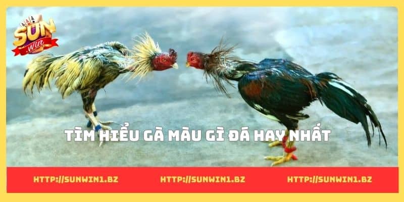 Tìm hiểu gà màu gì đá hay nhất